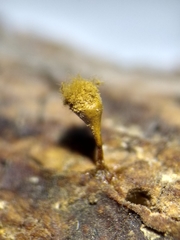 Trichia crateriformis