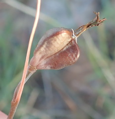 Dipcadi brevifolium