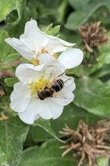 Eristalis