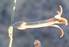 Dipcadi brevifolium