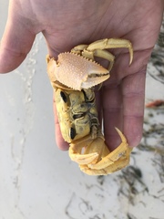 Ocypode convexa