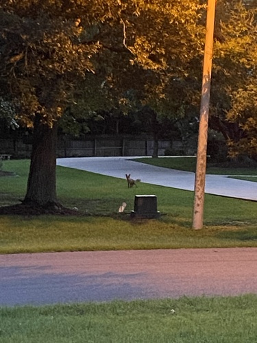 Red Fox photographed in Louisiana