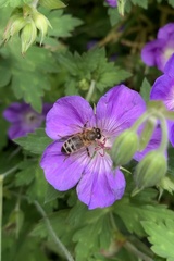 Apis mellifera