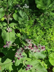 Arctium tomentosum