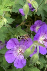 Apis mellifera