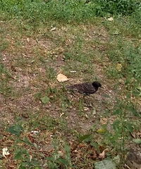 Sturnus vulgaris