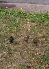 Sturnus vulgaris