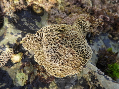 Lithophyllum byssoides