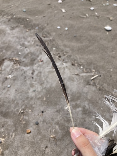 Plume de Puffin yelkouan