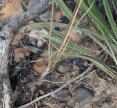Bulbine filifolia