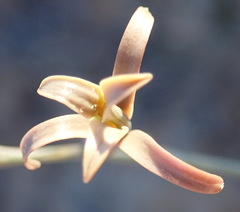Dipcadi brevifolium