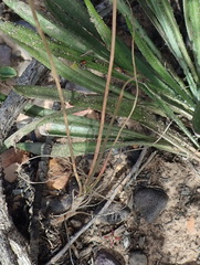 Bulbine filifolia