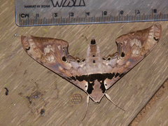 Adhemarius gannascus