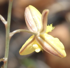 Bulbine filifolia