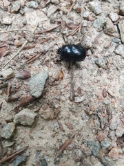 Anoplotrupes stercorosus