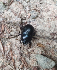 Anoplotrupes stercorosus