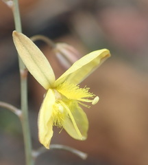 Bulbine filifolia