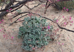 Pelargonium reniforme