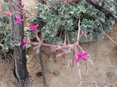 Pelargonium reniforme