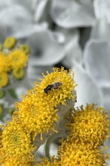 Syritta pipiens