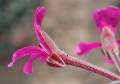 Pelargonium reniforme