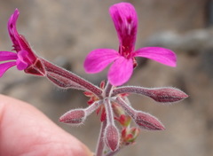 Pelargonium reniforme