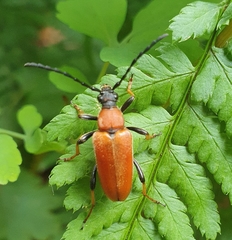 Stictoleptura rubra