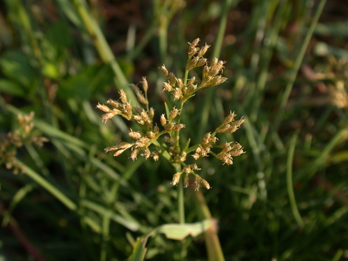 Fimbristylis cymosa iNat (2)