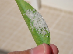 Aleurothrixus floccosus