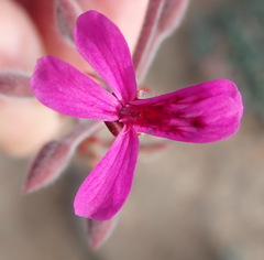 Pelargonium reniforme