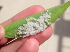 Aleurothrixus floccosus