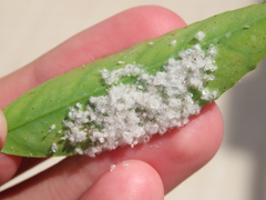 Aleurothrixus floccosus