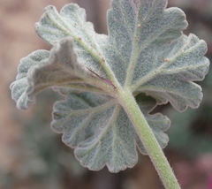Pelargonium reniforme