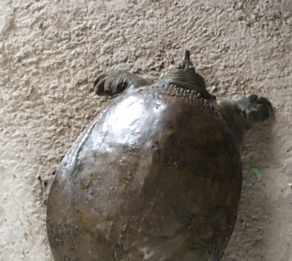 Southeast Asian Softshell Turtle