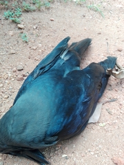 Corvus splendens protegatus