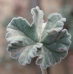 Pelargonium reniforme