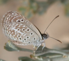 Actizera lucida