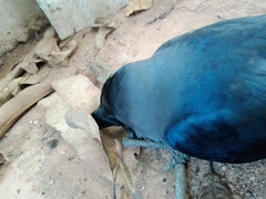 Corvus splendens protegatus