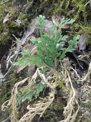 Selaginellaceae