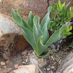 Cyrtanthus obliquus