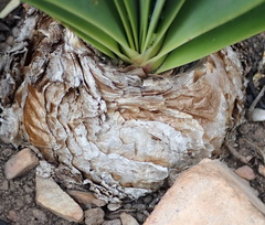 Cyrtanthus obliquus