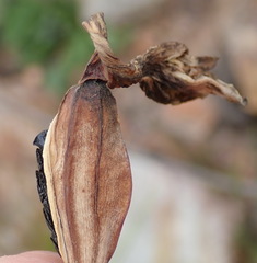 Cyrtanthus obliquus