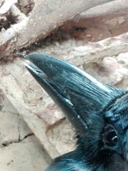Corvus splendens protegatus