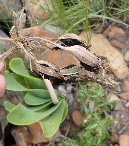 Cyrtanthus obliquus