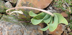Cyrtanthus obliquus