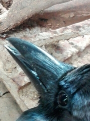 Corvus splendens protegatus