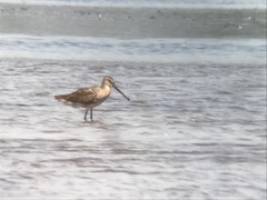 Limnodromus semipalmatus