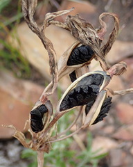 Cyrtanthus obliquus