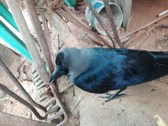 Corvus splendens protegatus