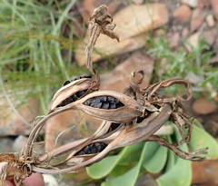 Cyrtanthus obliquus
